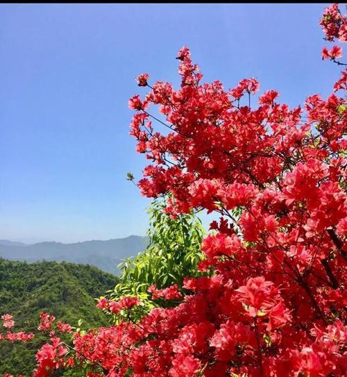 映山红花语，传递爱与希望（唤起希望之花，传递真挚情意）