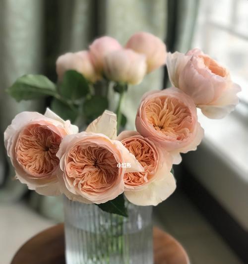 朱丽叶玫瑰花语的美丽寓意（探寻朱丽叶玫瑰花语的深意）