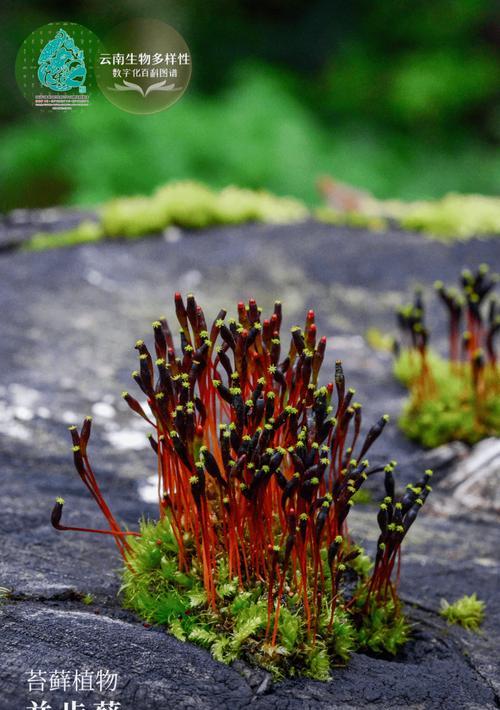 苔藓类植物——小而伟大的生命体（探究苔藓类植物的生长环境、特征与分类）