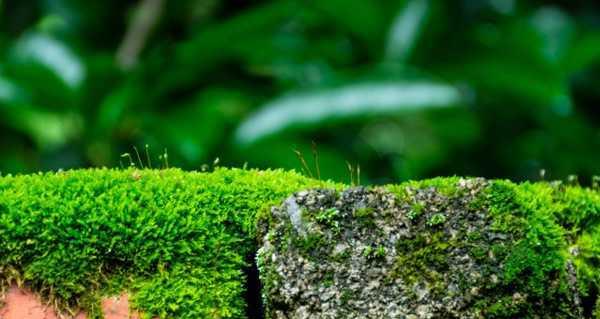 苔藓类植物——小而伟大的生命体（探究苔藓类植物的生长环境、特征与分类）