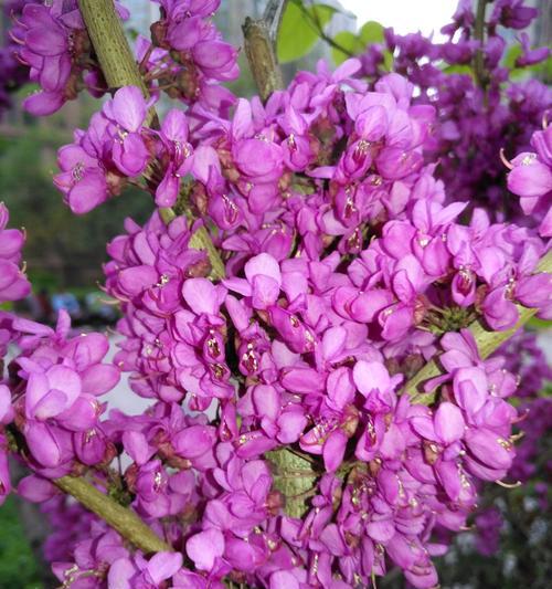 紫荆花的花语与传说（紫荆花的意义与神话，传递生命的力量）