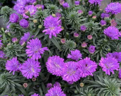 紫色菊花的花语——神秘与尊贵（解读紫色菊花的意义与象征）