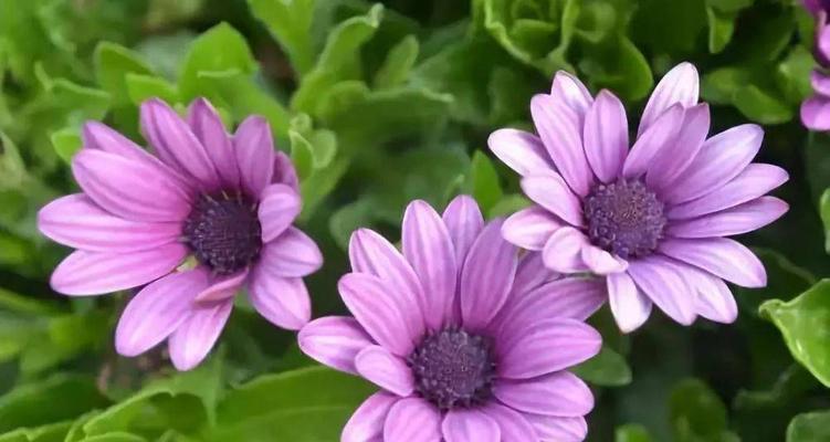 紫色菊花的花语——神秘与尊贵（解读紫色菊花的意义与象征）