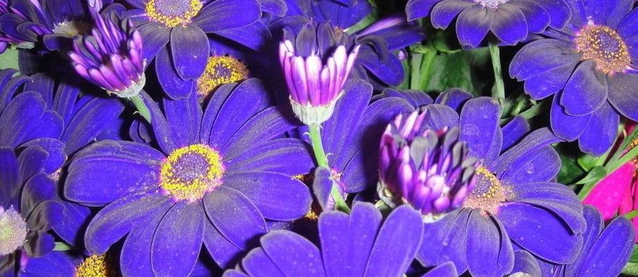紫色菊花的花语——神秘与尊贵（解读紫色菊花的意义与象征）
