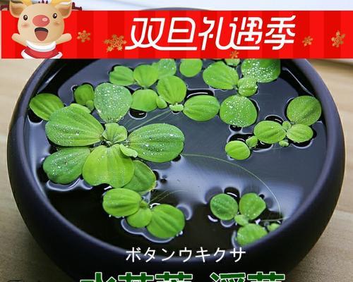 水芙蓉在鱼缸中的养殖技巧（掌握关键点，让水芙蓉在鱼缸中茁壮成长）