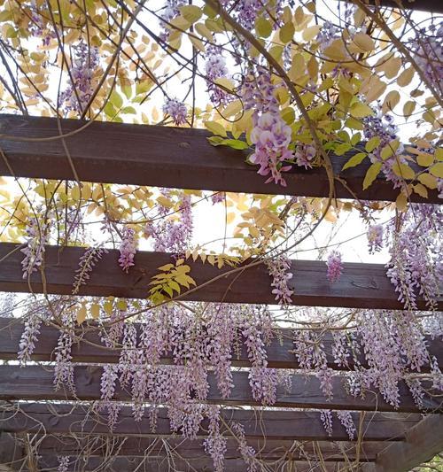 紫藤的花语与寓意（一朵紫藤花的传说故事）