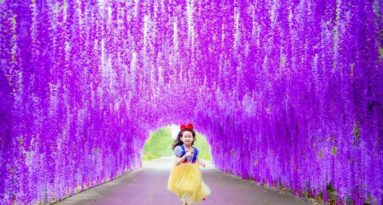 紫藤花的象征意义与寓意（探究紫藤花的文化内涵与象征）