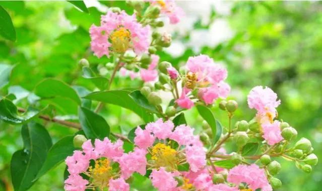 紫薇花的花语与传说（寓意深远的紫薇花，传递着爱与希望）