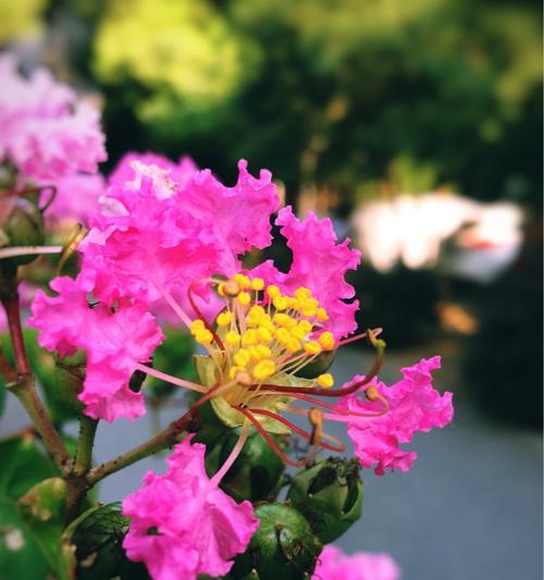 紫薇花的花语与传说（寓意深远的紫薇花，传递着爱与希望）