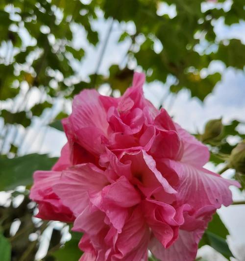 芙蓉花的花语与代表意义（揭开芙蓉花的神秘面纱，感受其美丽花语）