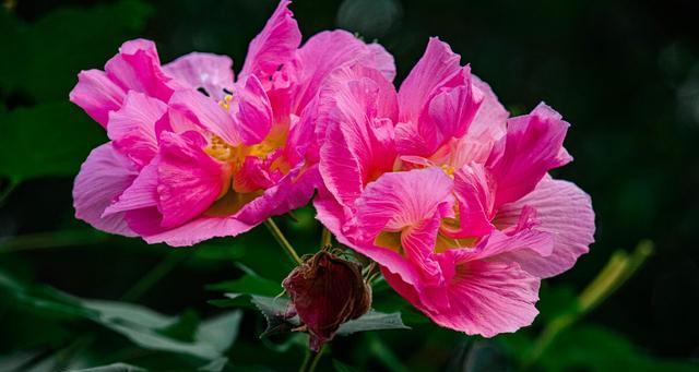 芙蓉花的花语与代表意义（揭开芙蓉花的神秘面纱，感受其美丽花语）