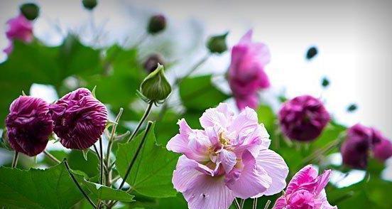 芙蓉花之富贵荣华（以芙蓉花为象征的富贵荣华——探索中国文化中的意象与寓意）