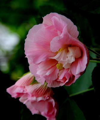 芙蓉花之富贵荣华（以芙蓉花为象征的富贵荣华——探索中国文化中的意象与寓意）