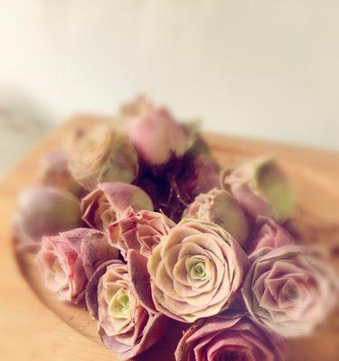 山地玫瑰——生命力强的花卉（从种植到养护，让你轻松驾驭）