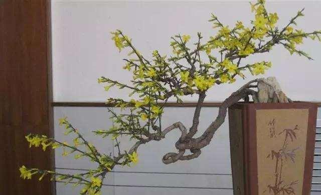 迎春花盆景的养殖技巧（以花开富贵，迎春花盆景的栽培技巧与养护方法）