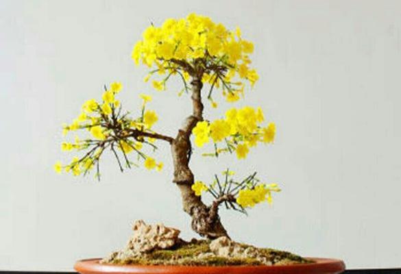 迎春花盆景的养殖技巧（以花开富贵，迎春花盆景的栽培技巧与养护方法）