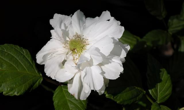 荼蘼花语与传说（传承美好与永恒——荼蘼的花语及传说）