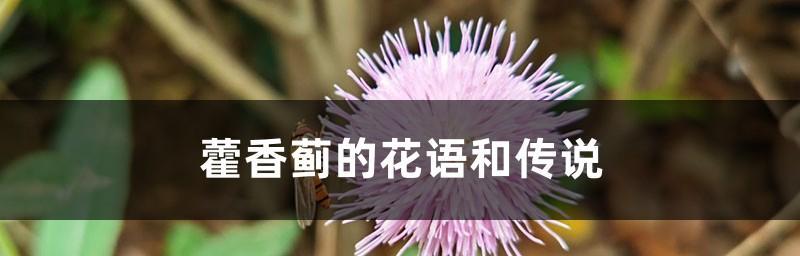藿香蓟的花语和传说（香气四溢的藿香蓟，蓟花的秘密与传说）