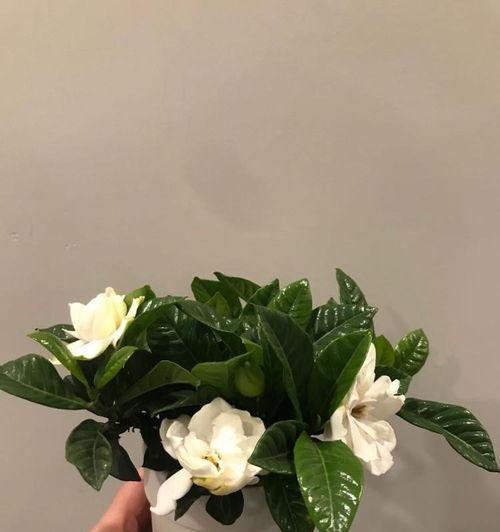栀子花的象征与意义（了解栀子花的神秘意义与文化内涵）