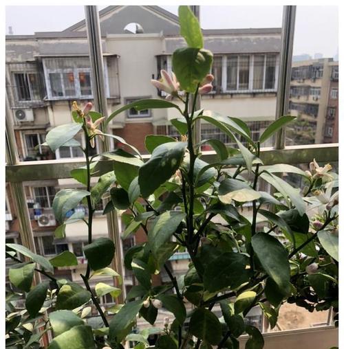 盆栽柠檬树黄叶处理方法（如何让你的盆栽柠檬树重新变得绿油油？）