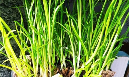 阳台植物种植的选择和养护（探究阳台种植的植物种类和方法）