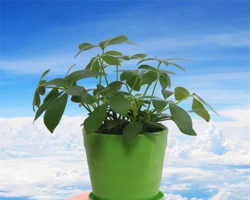阳台植物种植的选择和养护（探究阳台种植的植物种类和方法）