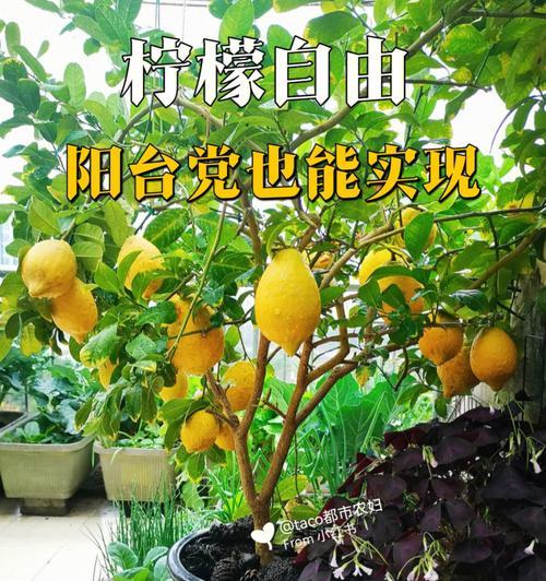 阳台植物种植的选择和养护（探究阳台种植的植物种类和方法）