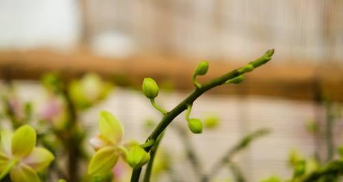蝴蝶兰花期调控之关键控制因素（从气候、光照、水分到营养物质，让你了解蝴蝶兰的开花规律）