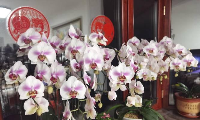 蝴蝶兰花期调控之关键控制因素（从气候、光照、水分到营养物质，让你了解蝴蝶兰的开花规律）