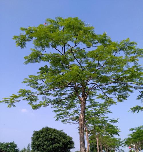 凤凰木——神奇的植物之王（探寻凤凰木的功效与作用）