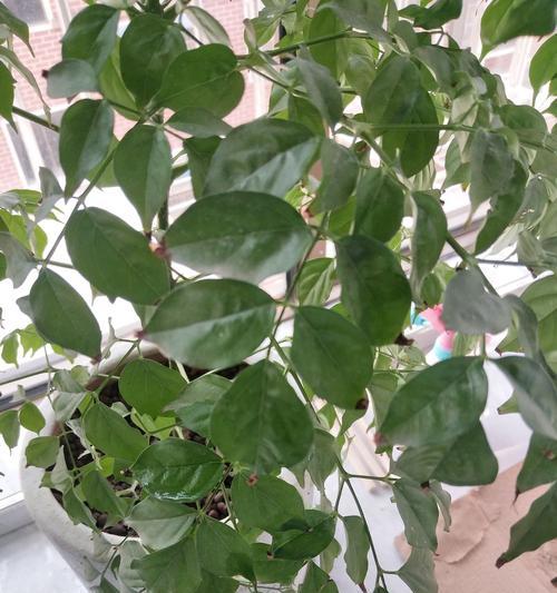 如何拯救幸福树（幸福树干枯叶萎？3个秘诀拯救它）