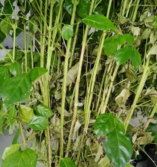 如何拯救幸福树（幸福树干枯叶萎？3个秘诀拯救它）