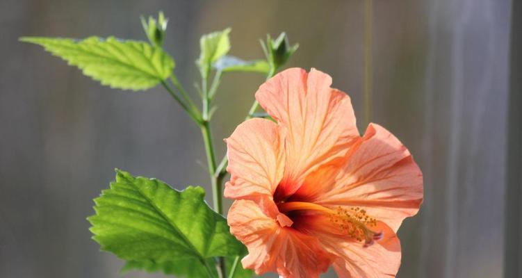 芙蓉花叶子干焦怎么救？（八大方法让芙蓉花重焕生机）