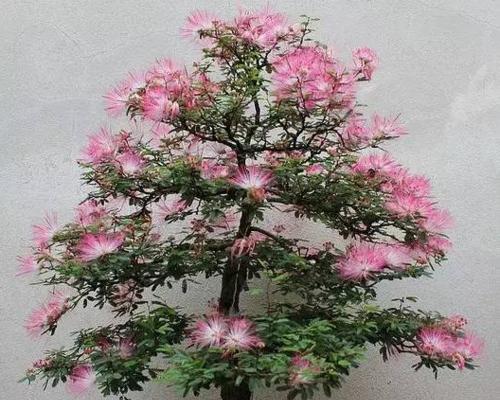 芙蓉花叶子干焦怎么救？（八大方法让芙蓉花重焕生机）