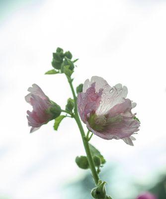 芙蓉花叶子干焦怎么救？（八大方法让芙蓉花重焕生机）