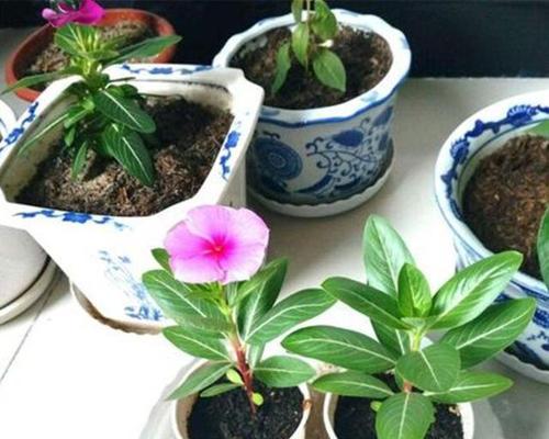 长春花的繁殖方法（从种子到扦插，让长春花在你家安家落户）