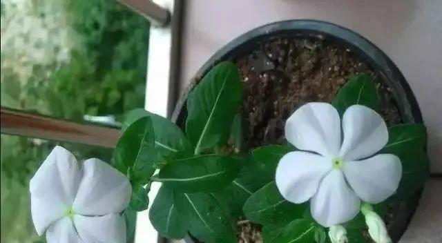 长春花的繁殖方法（从种子到扦插，让长春花在你家安家落户）