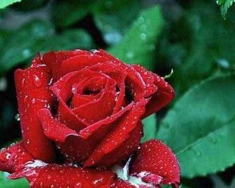 13朵玫瑰的花语及意义（探究13朵玫瑰所传递的爱情、友情和祝福）