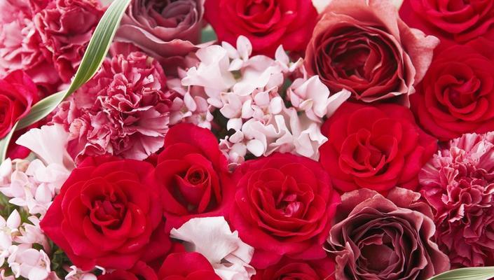 16朵红玫瑰的花语与寓意（红玫瑰传递的爱情、热情和浪漫）