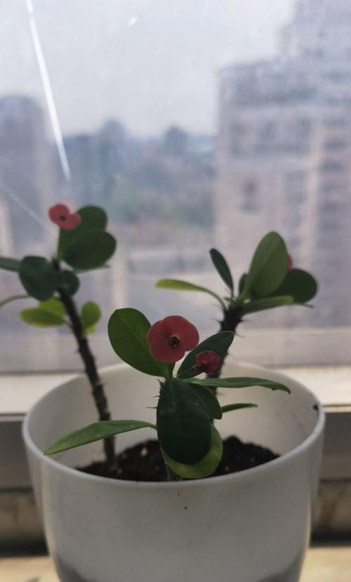 如何养护虎刺梅？（完美的虎刺梅种植和护理技巧）