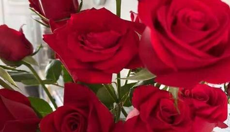 浪漫花语之玫瑰，言传情达（26朵玫瑰花语的深意与象征）
