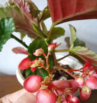大叶海棠花的扦插方法（一步步教你如何种植健康的大叶海棠花）