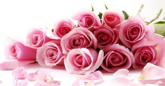 玫瑰花语传递爱意的魅力（以33朵玫瑰花的花语探讨爱情的深度）