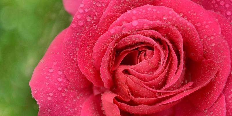 35朵玫瑰花语的寓意解读（浪漫、祝福、真诚……35朵玫瑰花所表达的情感和祝福）
