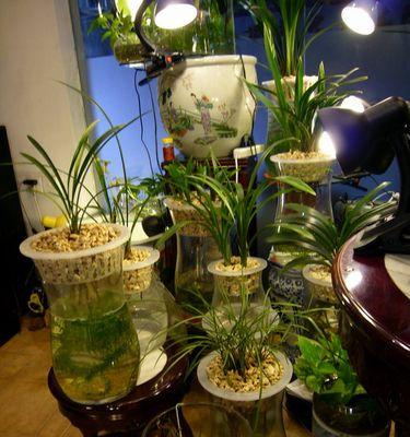 兰花水培的全面指南（掌握兰花水培方法，种出健康美丽的兰花）