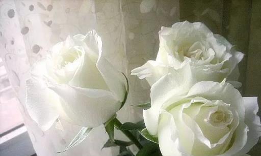 白玫瑰的花语与象征意义（九朵白玫瑰的含义及传递的情感）