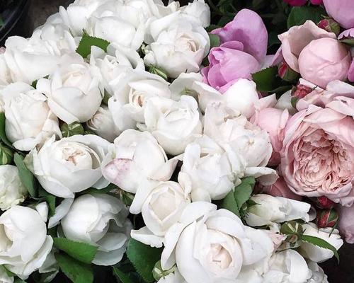 白玫瑰的花语与象征意义（九朵白玫瑰的含义及传递的情感）