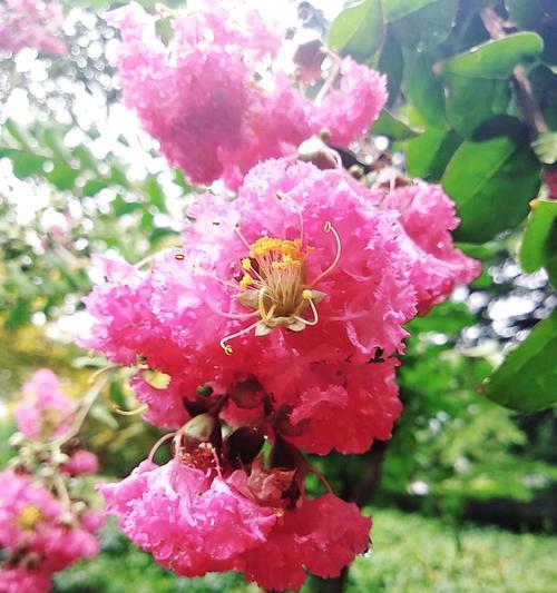 安阳市花紫薇花的象征意义（探寻安阳紫薇花的美丽与深意）