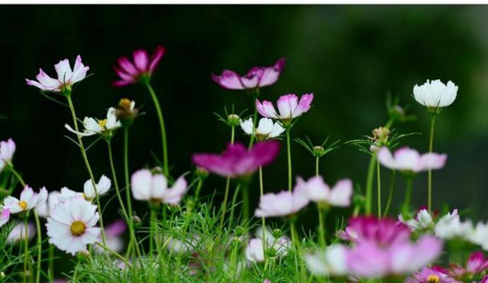 八瓣花的寓意和象征（揭示八瓣花蕾中的深意——寓意、象征与文化传承）