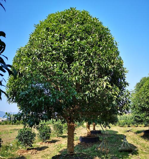 如何正确移植桂花树（移植桂花树的时间、步骤和注意事项）